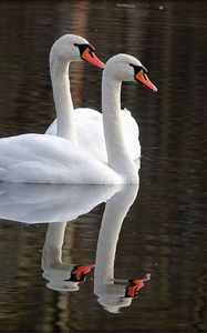 Preview wallpaper swans, birds, water, reflection