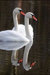 Preview wallpaper swans, birds, water, reflection