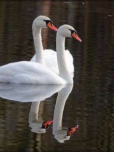 Preview wallpaper swans, birds, water, reflection