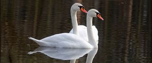 Preview wallpaper swans, birds, water, reflection