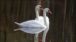 Preview wallpaper swans, birds, water, reflection