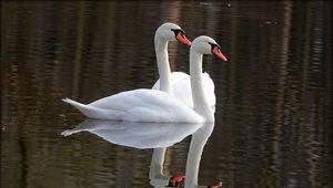 Preview wallpaper swans, birds, water, reflection