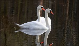 Preview wallpaper swans, birds, water, reflection