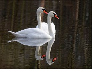 Preview wallpaper swans, birds, water, reflection