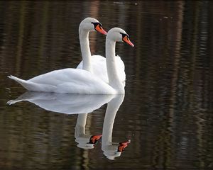 Preview wallpaper swans, birds, water, reflection