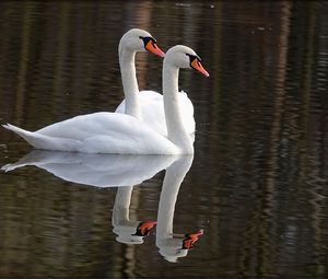 Preview wallpaper swans, birds, water, reflection