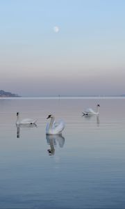 Preview wallpaper swans, birds, water, swimming, horizon, fog