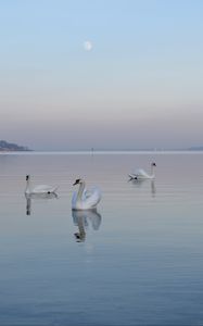 Preview wallpaper swans, birds, water, swimming, horizon, fog