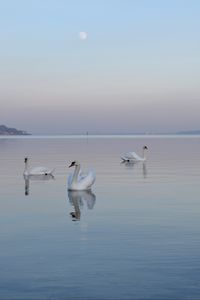 Preview wallpaper swans, birds, water, swimming, horizon, fog