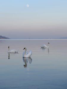 Preview wallpaper swans, birds, water, swimming, horizon, fog