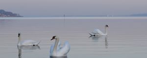Preview wallpaper swans, birds, water, swimming, horizon, fog