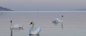 Preview wallpaper swans, birds, water, swimming, horizon, fog