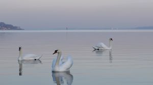 Preview wallpaper swans, birds, water, swimming, horizon, fog