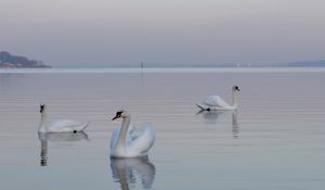 Preview wallpaper swans, birds, water, swimming, horizon, fog