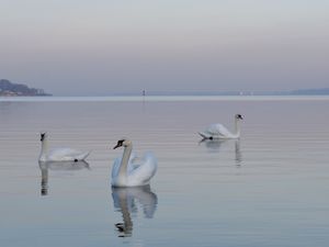 Preview wallpaper swans, birds, water, swimming, horizon, fog