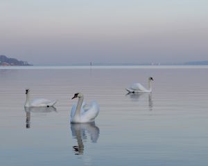 Preview wallpaper swans, birds, water, swimming, horizon, fog