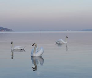 Preview wallpaper swans, birds, water, swimming, horizon, fog