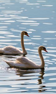 Preview wallpaper swans, birds, water, glare