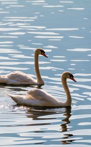 Preview wallpaper swans, birds, water, glare