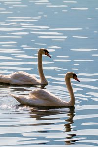 Preview wallpaper swans, birds, water, glare