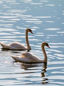 Preview wallpaper swans, birds, water, glare