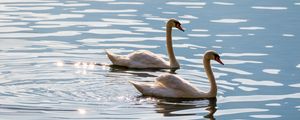 Preview wallpaper swans, birds, water, glare