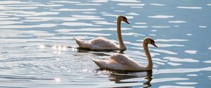 Preview wallpaper swans, birds, water, glare