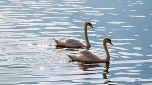 Preview wallpaper swans, birds, water, glare