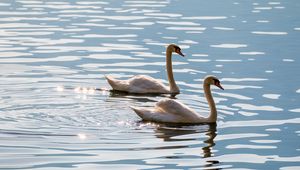 Preview wallpaper swans, birds, water, glare