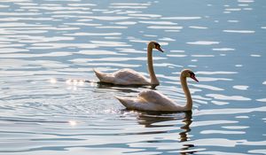 Preview wallpaper swans, birds, water, glare