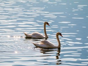 Preview wallpaper swans, birds, water, glare