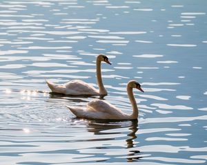 Preview wallpaper swans, birds, water, glare