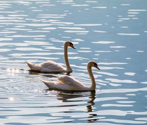 Preview wallpaper swans, birds, water, glare