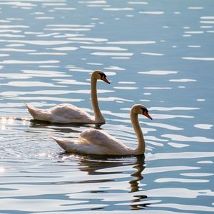 Preview wallpaper swans, birds, water, glare