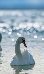 Preview wallpaper swans, birds, water, swim