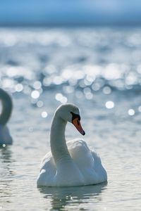 Preview wallpaper swans, birds, water, swim