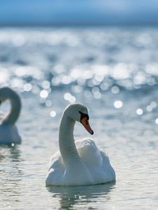 Preview wallpaper swans, birds, water, swim