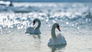 Preview wallpaper swans, birds, water, swim