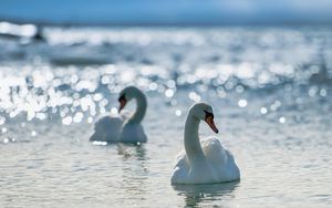 Preview wallpaper swans, birds, water, swim