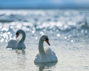 Preview wallpaper swans, birds, water, swim