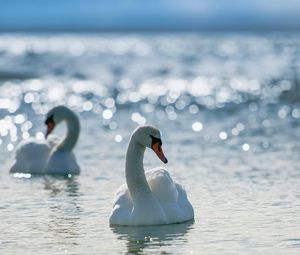 Preview wallpaper swans, birds, water, swim