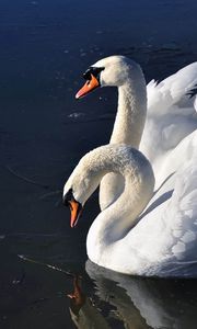 Preview wallpaper swans, birds, water