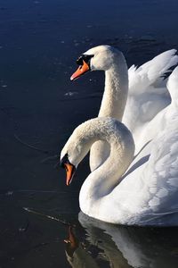 Preview wallpaper swans, birds, water