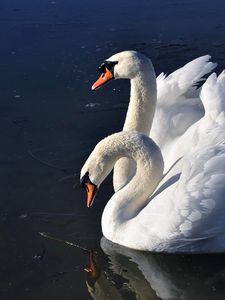 Preview wallpaper swans, birds, water