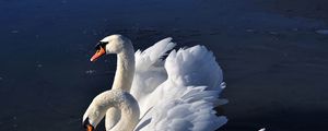 Preview wallpaper swans, birds, water