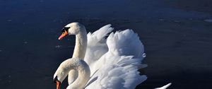 Preview wallpaper swans, birds, water