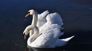 Preview wallpaper swans, birds, water