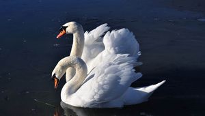 Preview wallpaper swans, birds, water