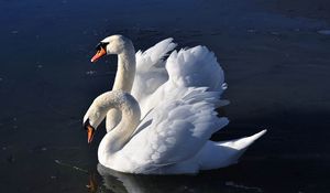 Preview wallpaper swans, birds, water