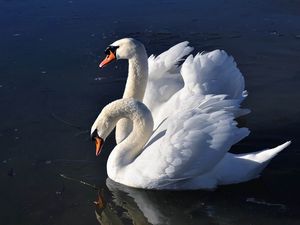 Preview wallpaper swans, birds, water